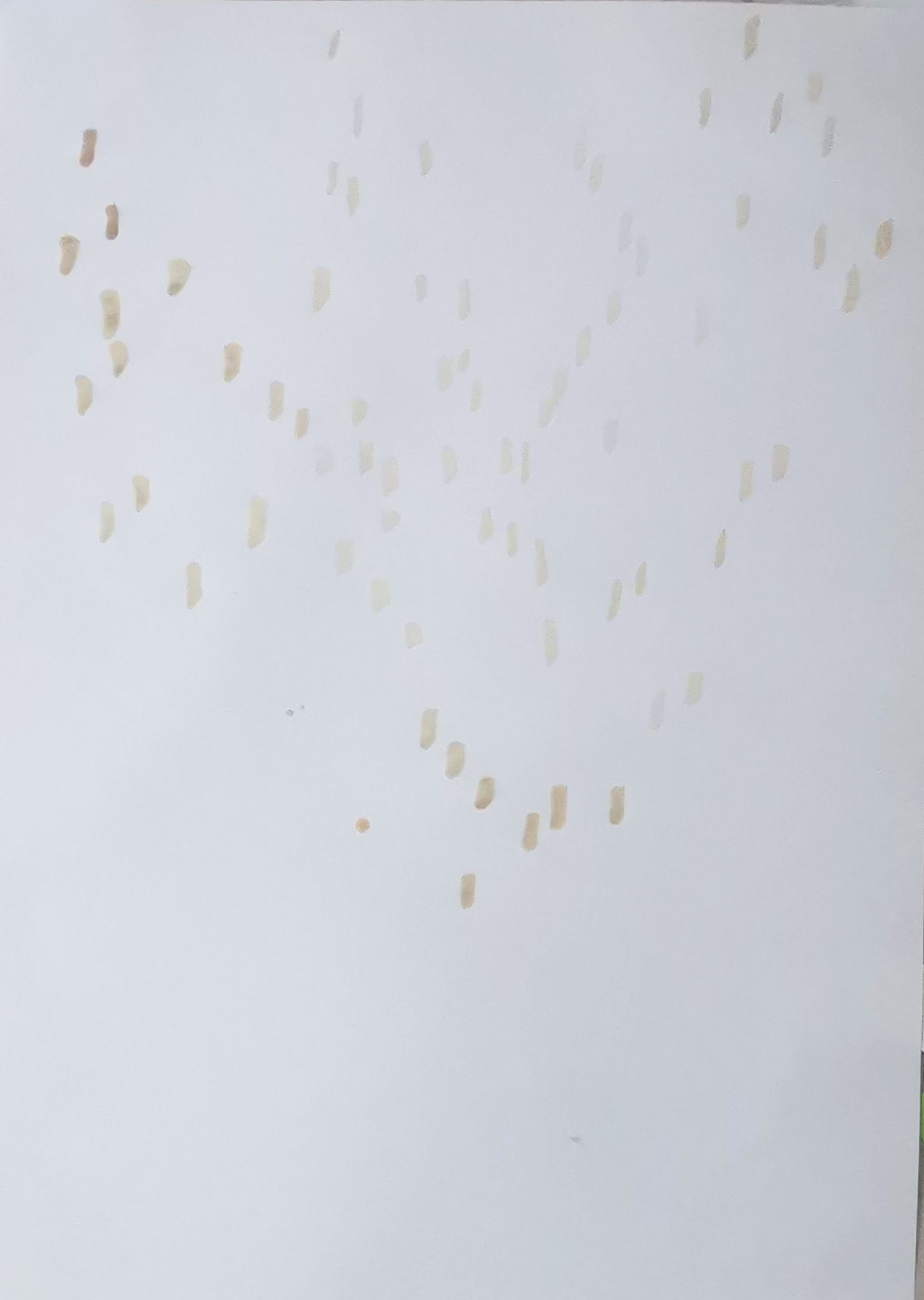 An ink drawing just of many hazel catkins, without the tree itself