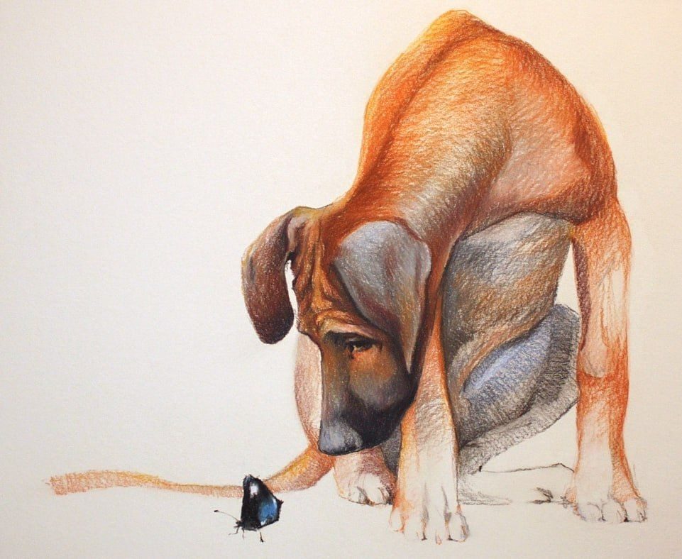 Ridgeback welpe mit Schmetterling