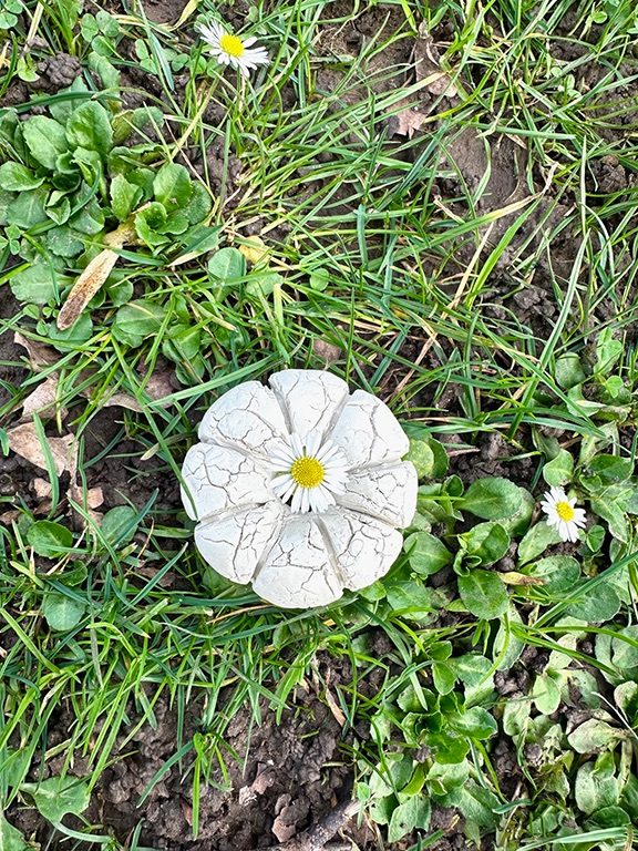 I went to the park I usually visit with a bag of clay, thinking about what to make. The clay had already begun to harden and lost its plasticity; as I kneaded it, cracks spread across the surface. I made a hole in the lump and placed it over flowers growing in the grass, adjusting it so the flowers emerged through the opening, forming a clay ring.