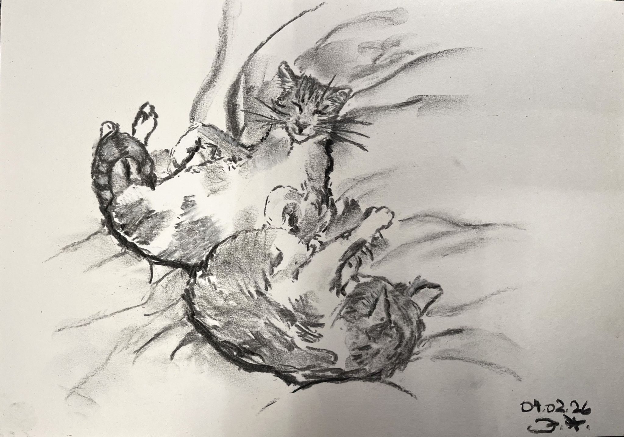 I drew two cuddling cats with charcoal; they are lying together, one of them on his back showing his belly, and the other one is curled up a bit.