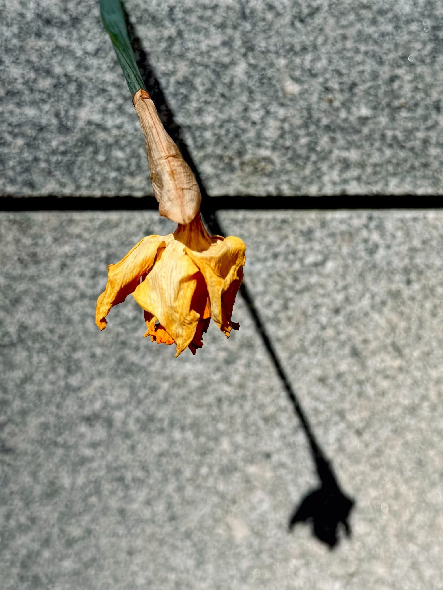A solitary daffodil on a cement ground