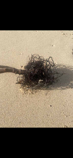 Uprooted plant on a beach