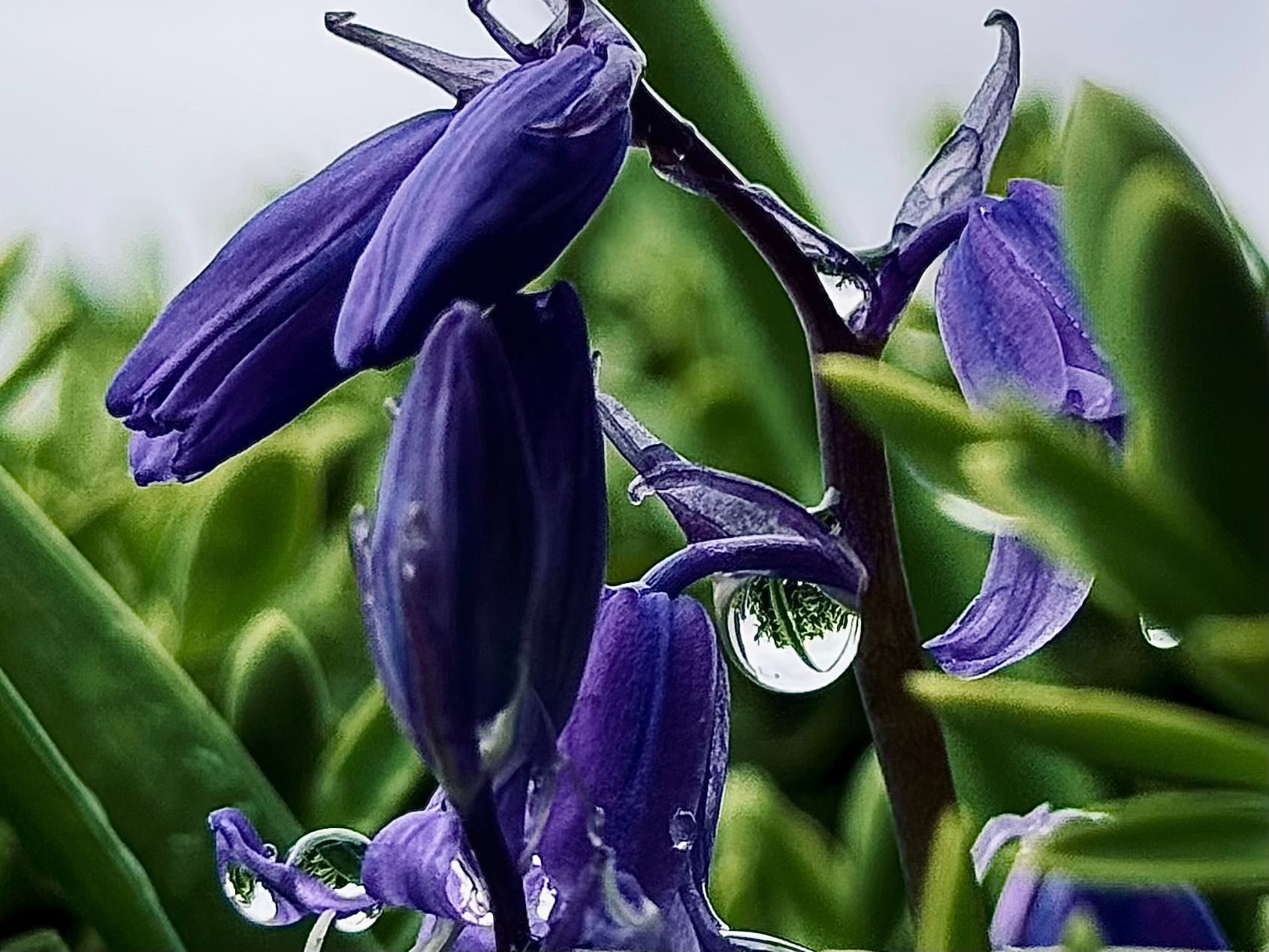 Raindrops on a flower