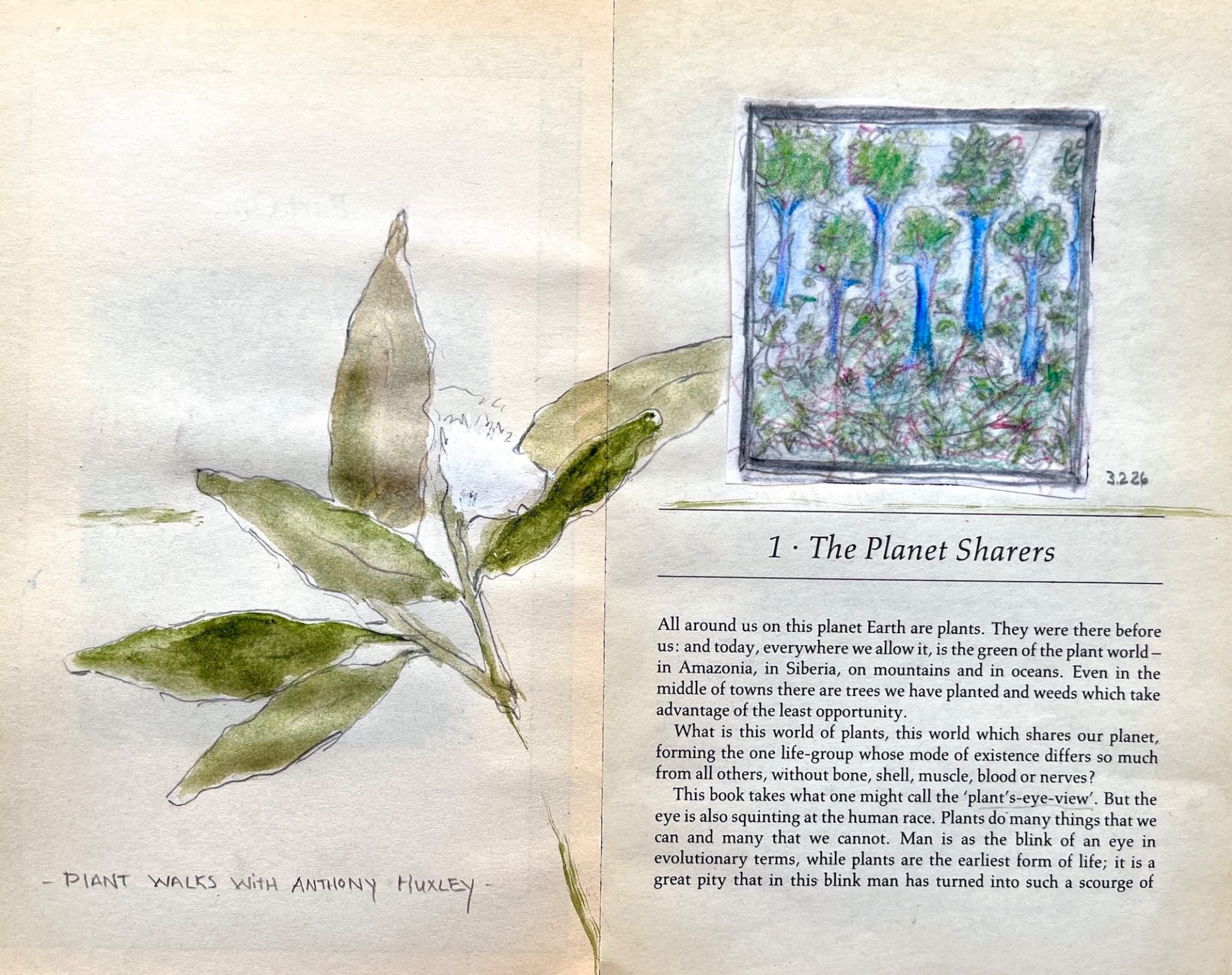 acrylic and pencil drawings of plants and trees connecting on yellowed book pages