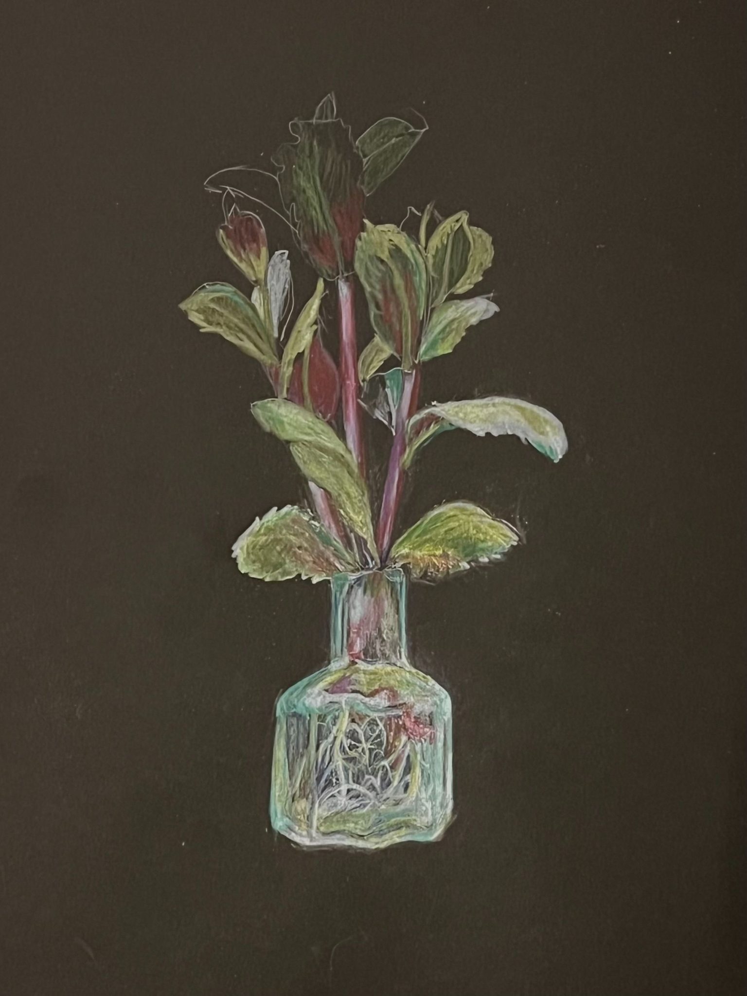 Pencil drawing on black paper of mint sprigs rooting in water
