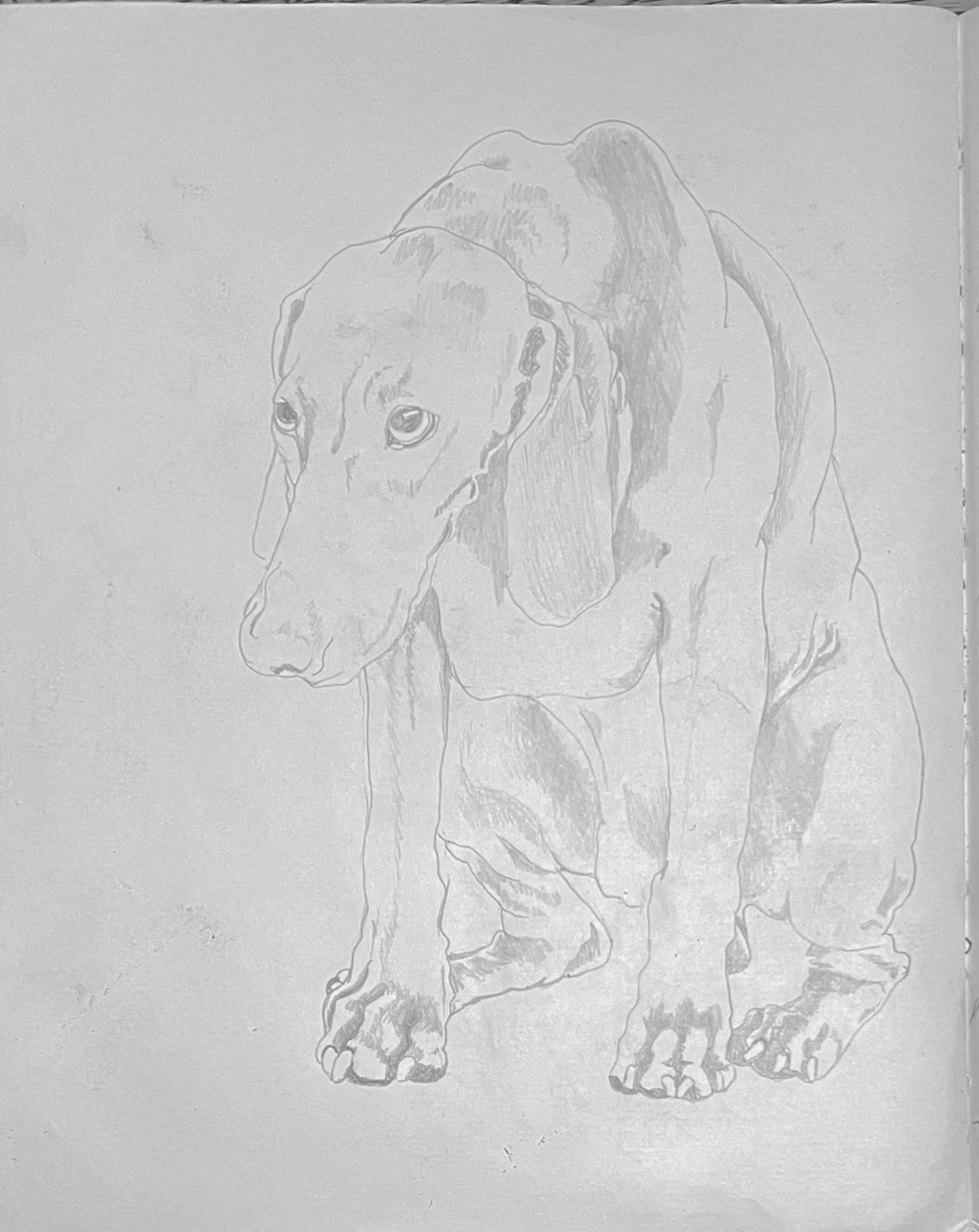 pencil drawing of a blood hound