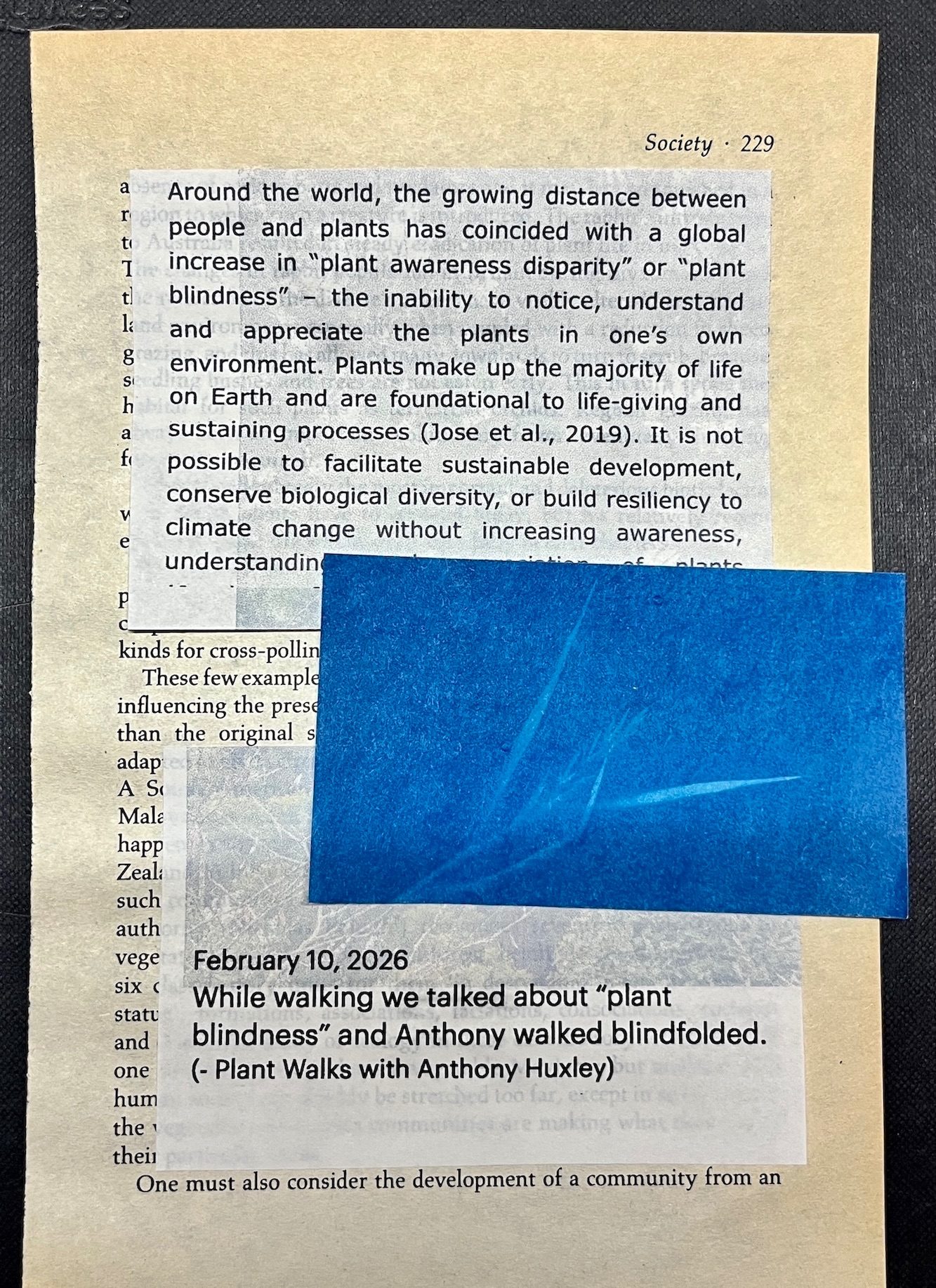 2 rectangles of text re: plant blindness collaged onto book page 229. Cyanotype of faded wheat plant collaged between