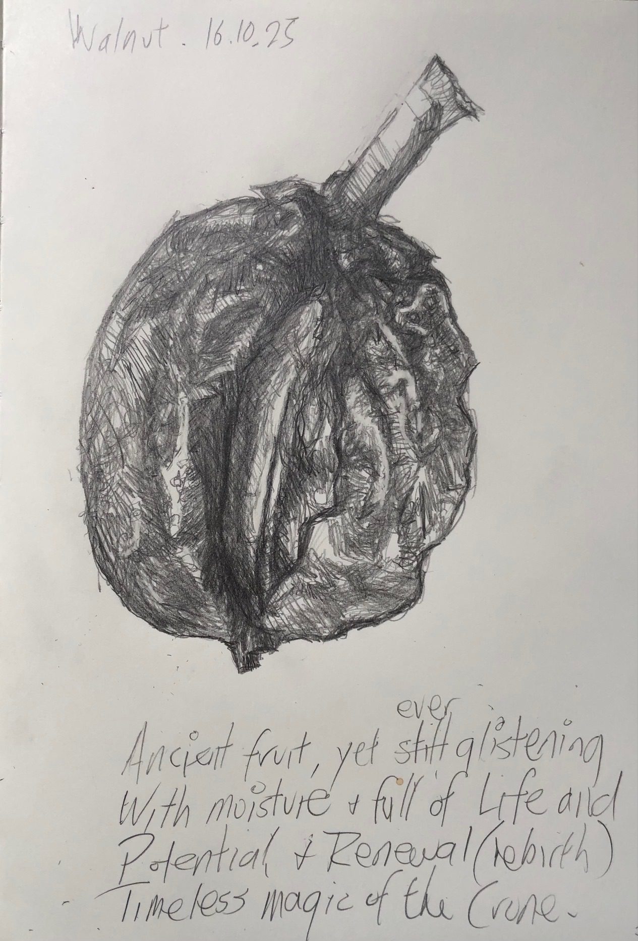 Graphite pencil drawing of an ancient fruit