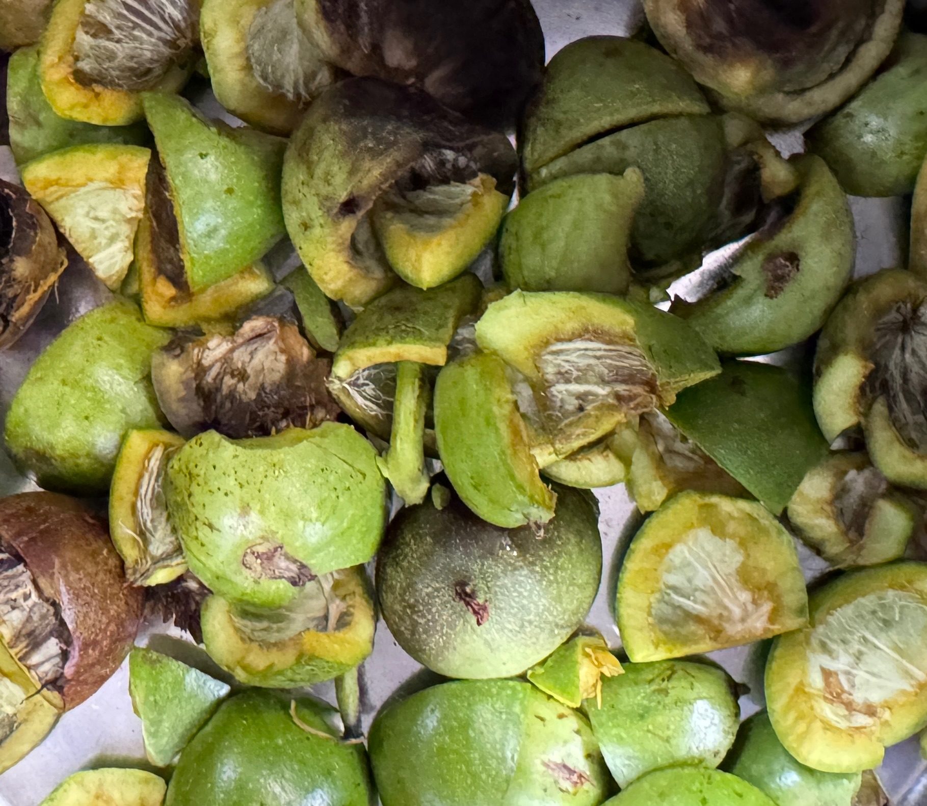Walnut husks left over from ink making.
