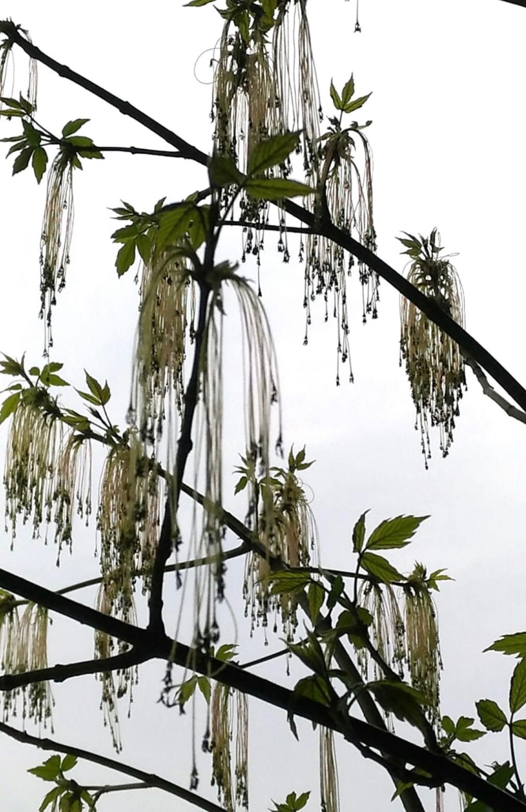 Branches of a tree with catkins silhouetted against a bright sky