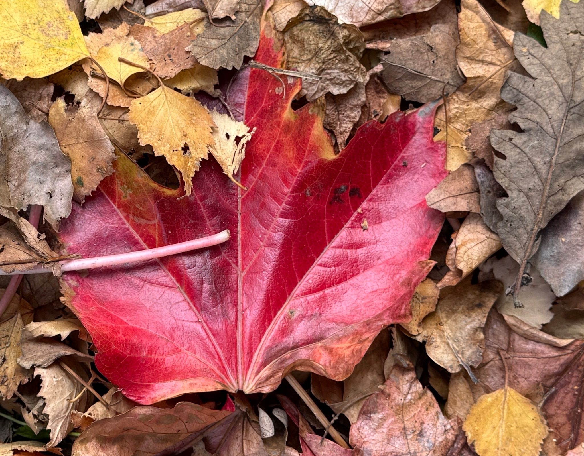 Leaves outside waiting for the rain and wind.