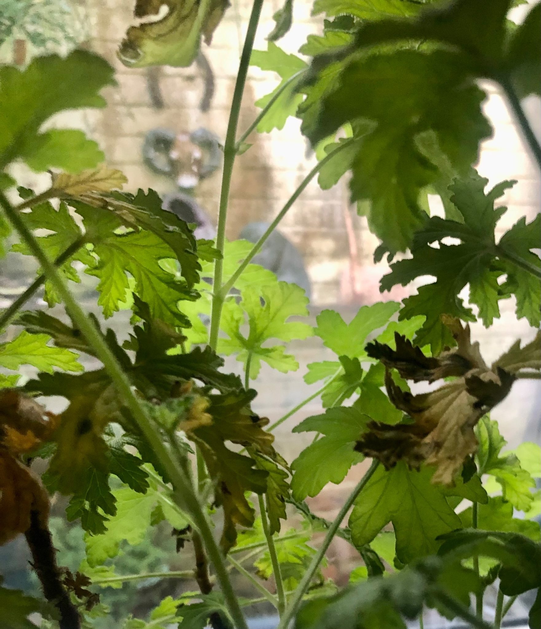 Photo of geranium with light coming through