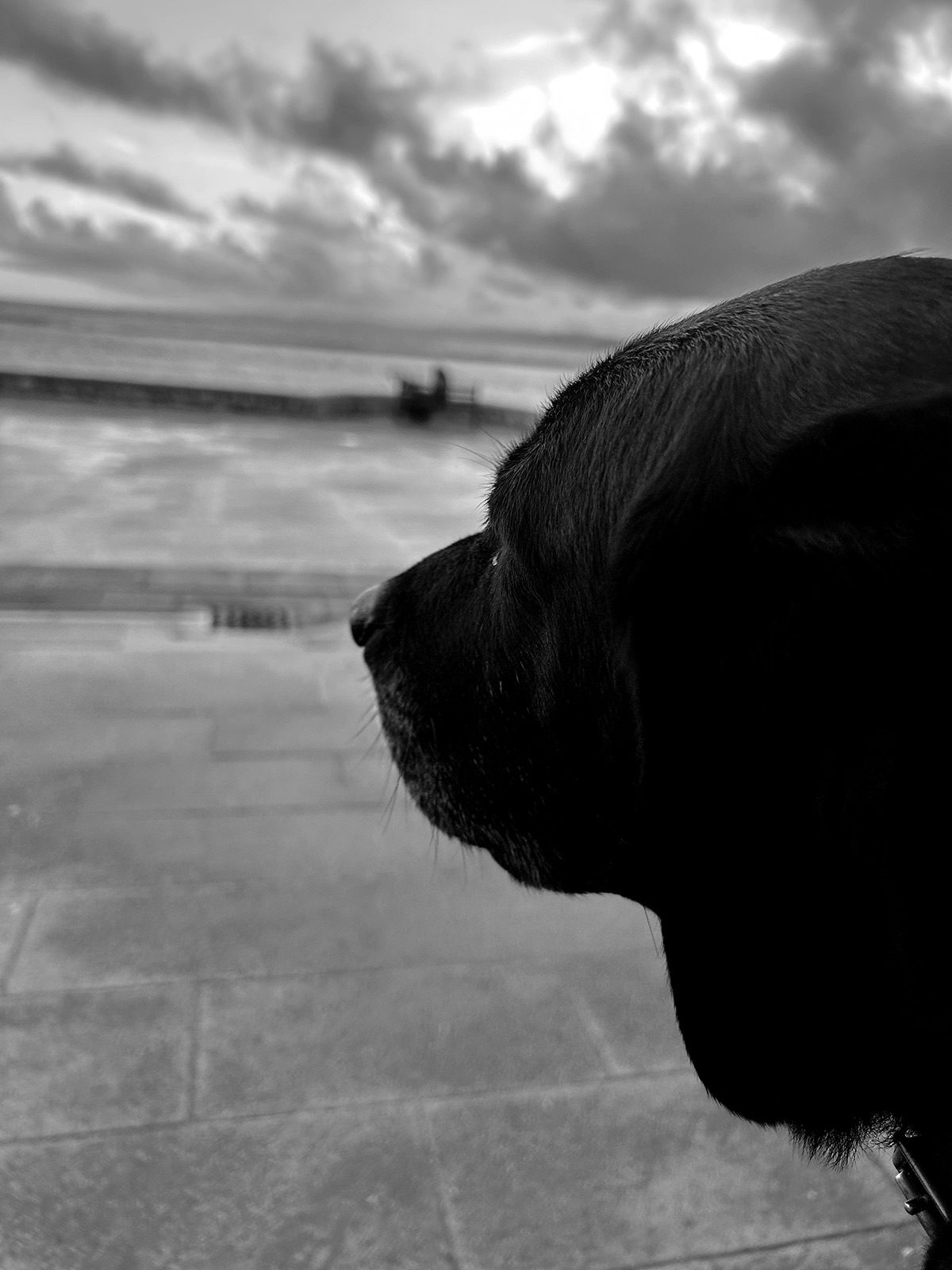 Black dog by the sea