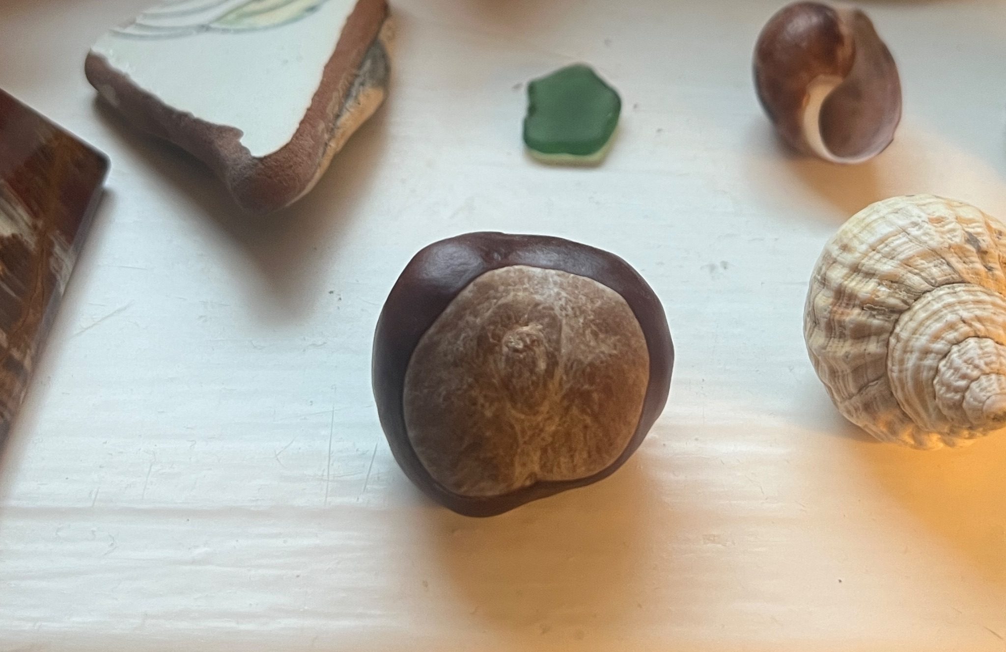 a conker sitting on a windowsill, surrounded by shells and sea glass and trinkets. A seed never planted and never grown