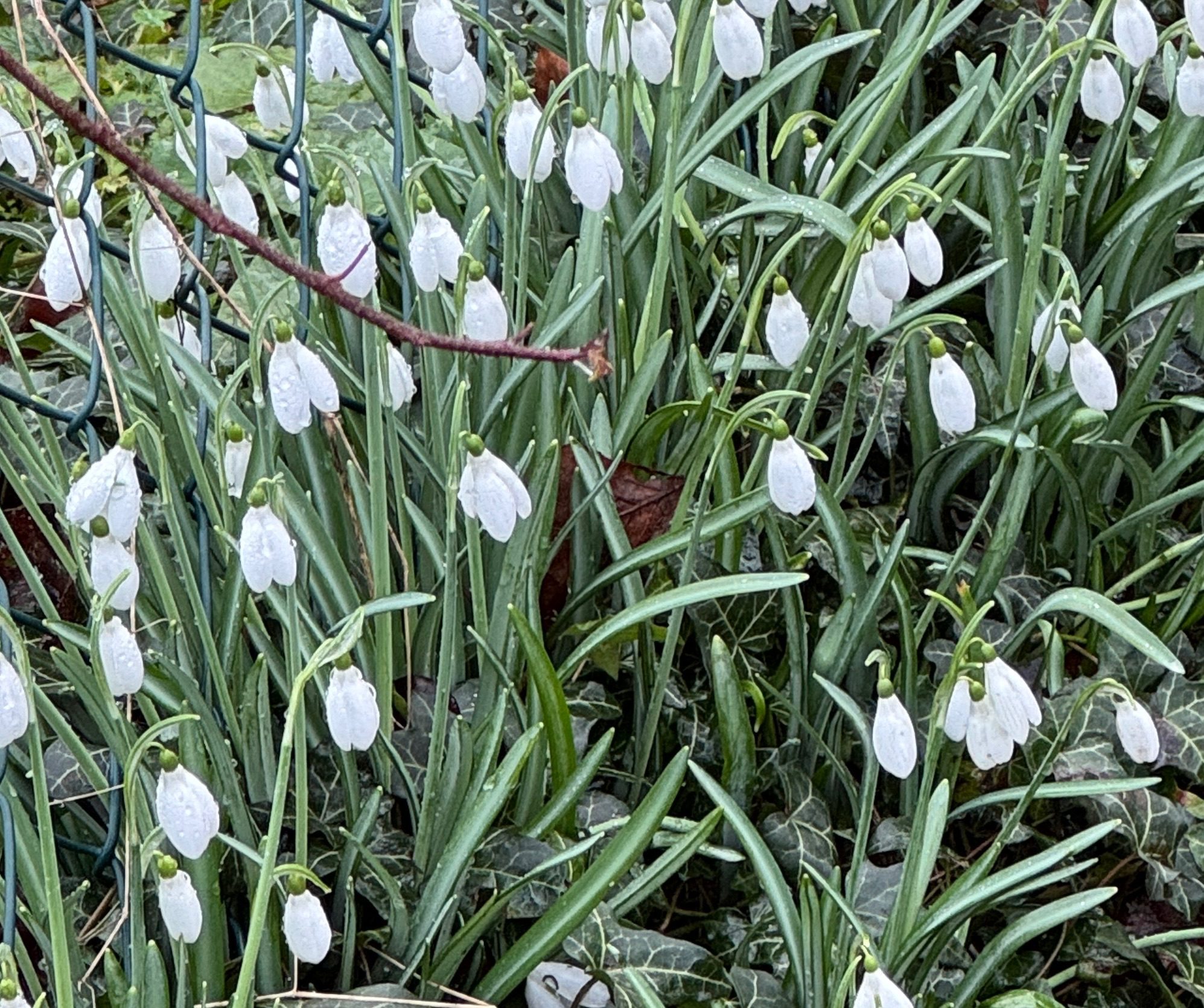 Snow drops on my morning walk!