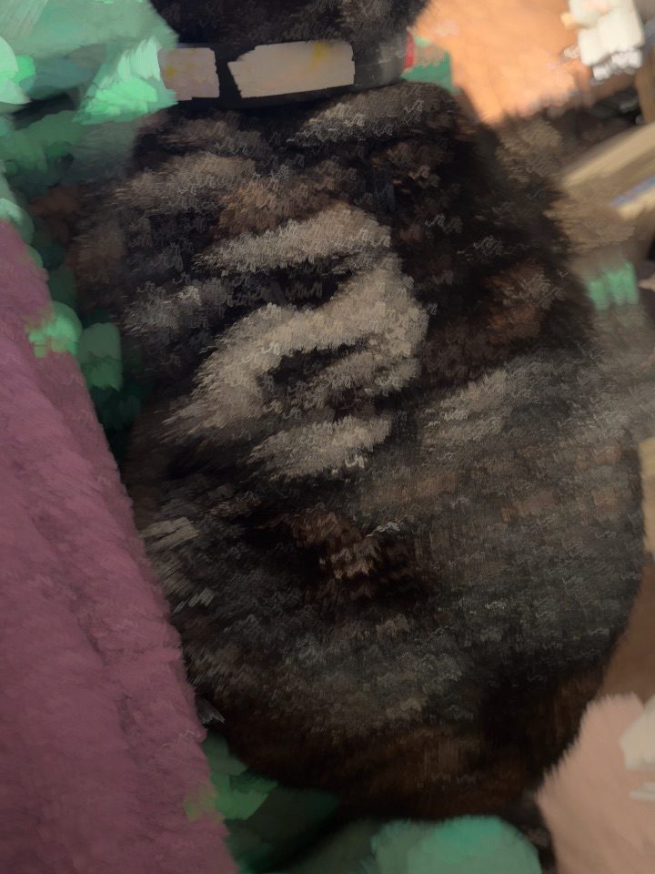 Long exposure photo of a cat