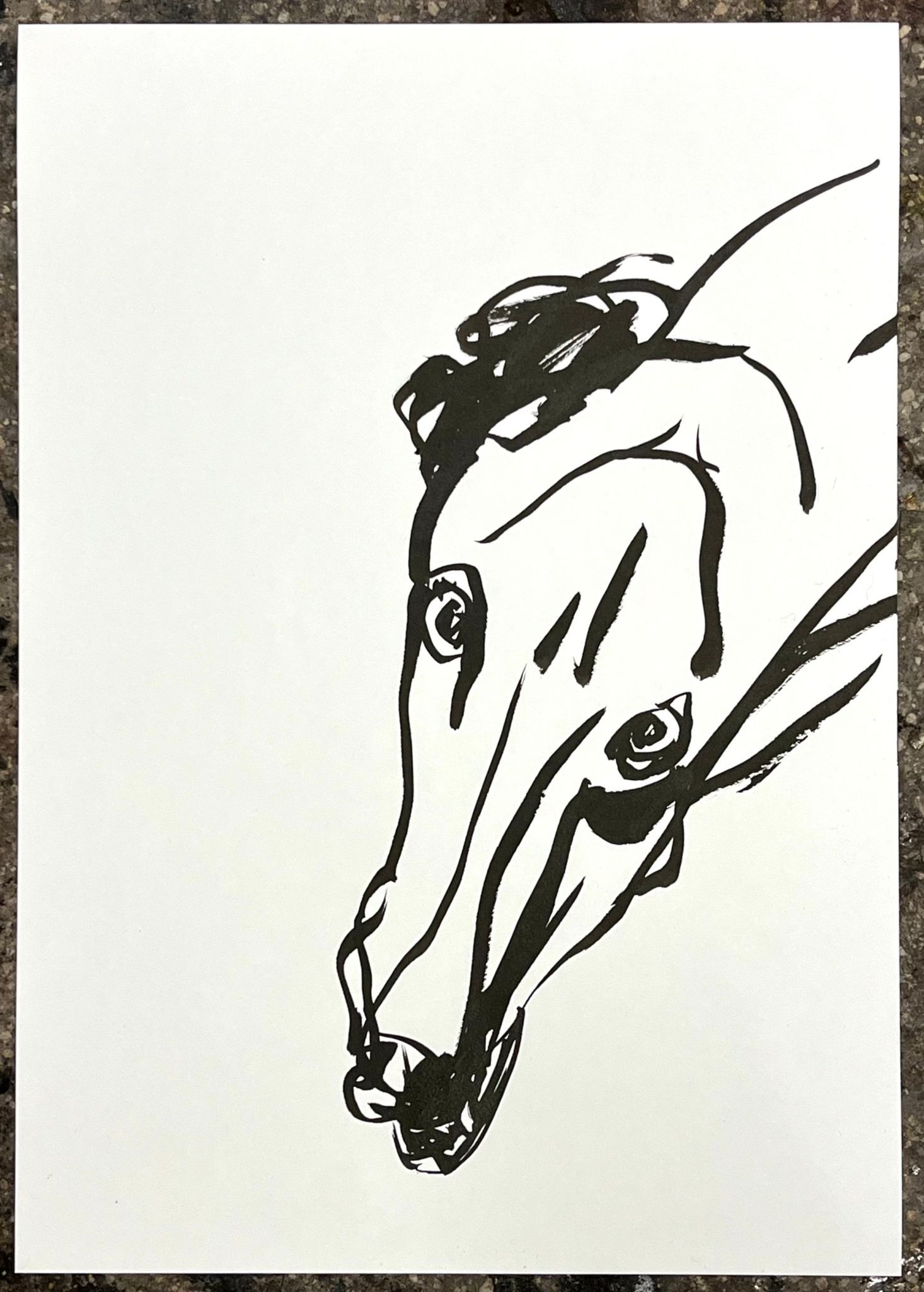 drawing of the head of a dog