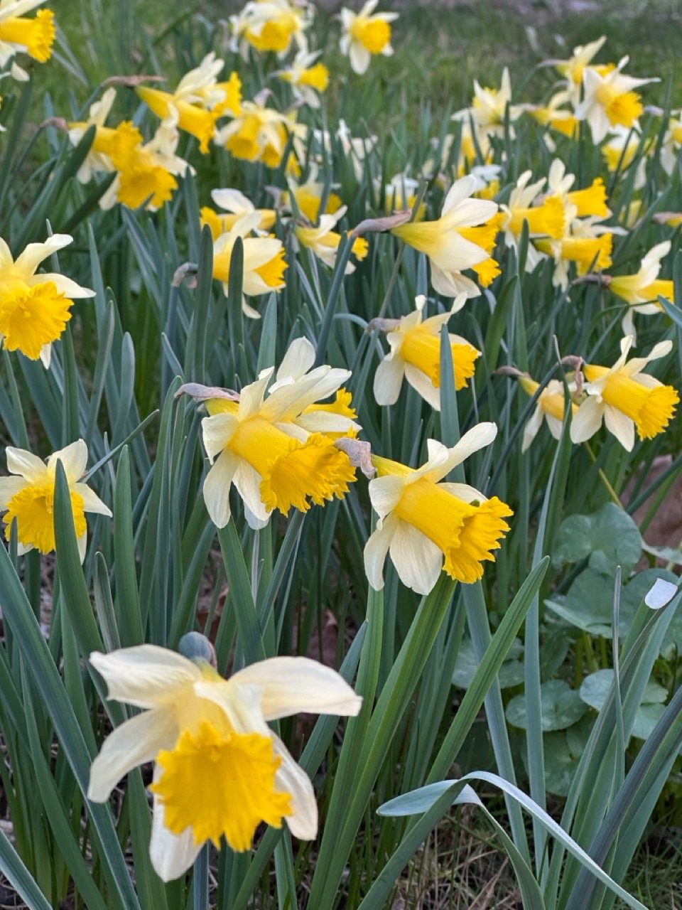 A close shot of daffodils