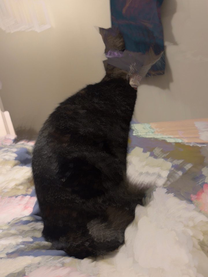 Long exposure image of a cat