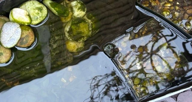 Photo of reflections in a mini pond