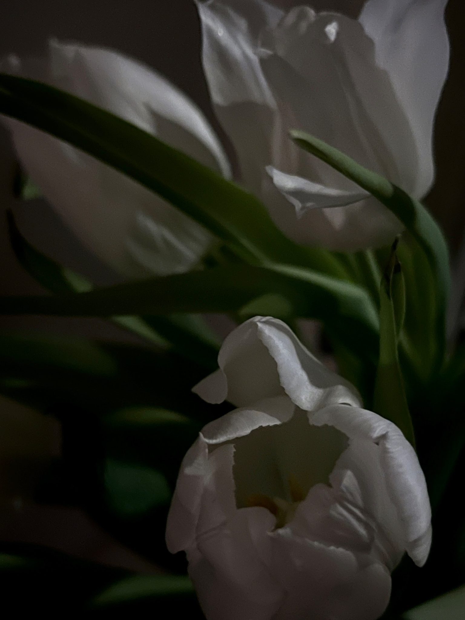 A dark photograph of white tulips