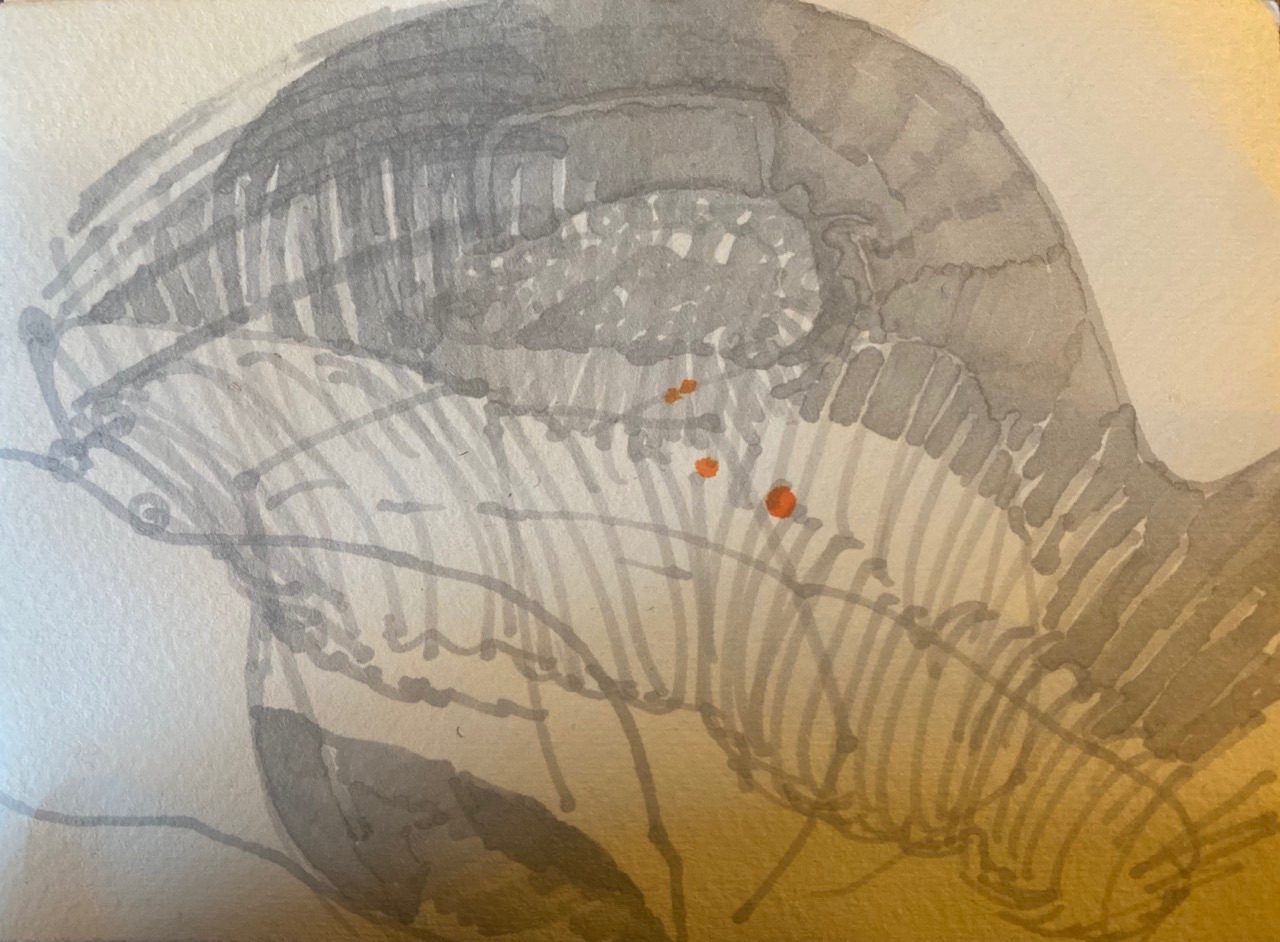 Drawing with my don’s felt tips whilst under a blanket and ill watching David Attenborough documentaries