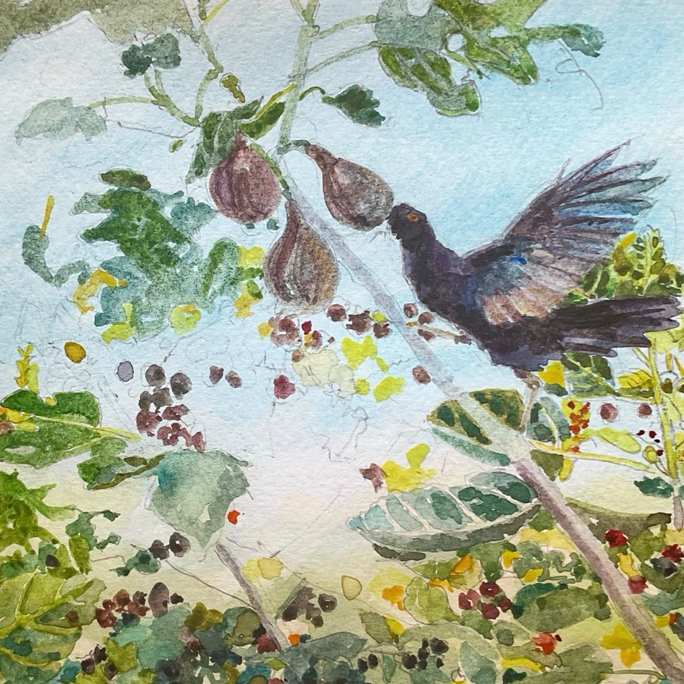 A fig tree with a male blackbird who is making a meal of an overripe fig. His desert is a never ending supply of blackberries !