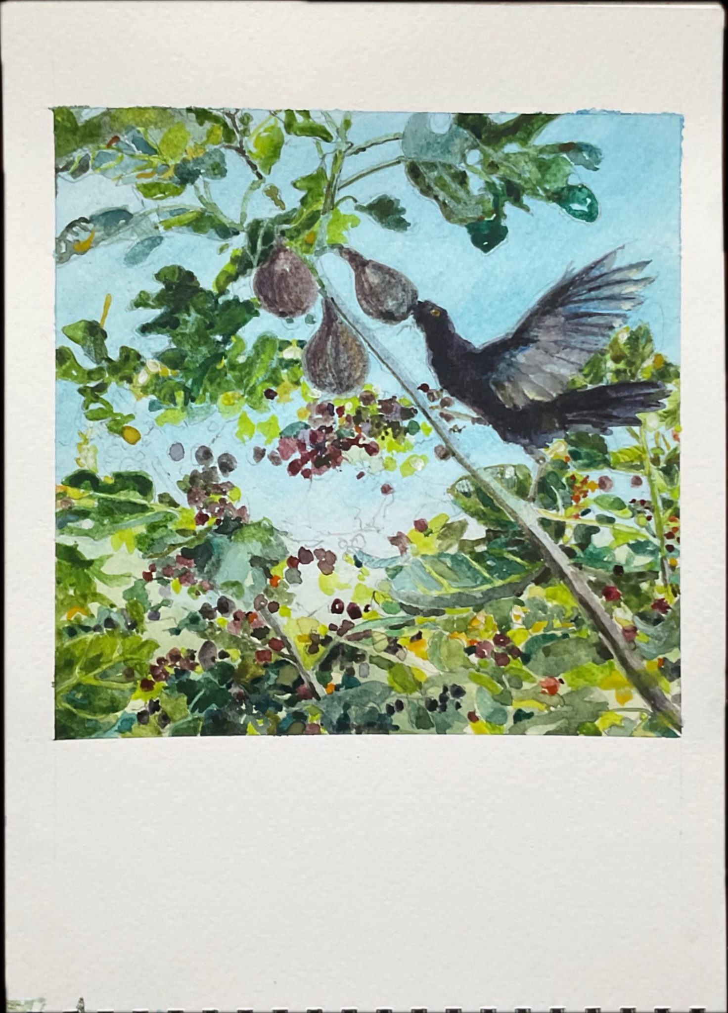 Today’s progress : yesterday’s unfinished painting nears completion. A hungry blackbird devours a fig.