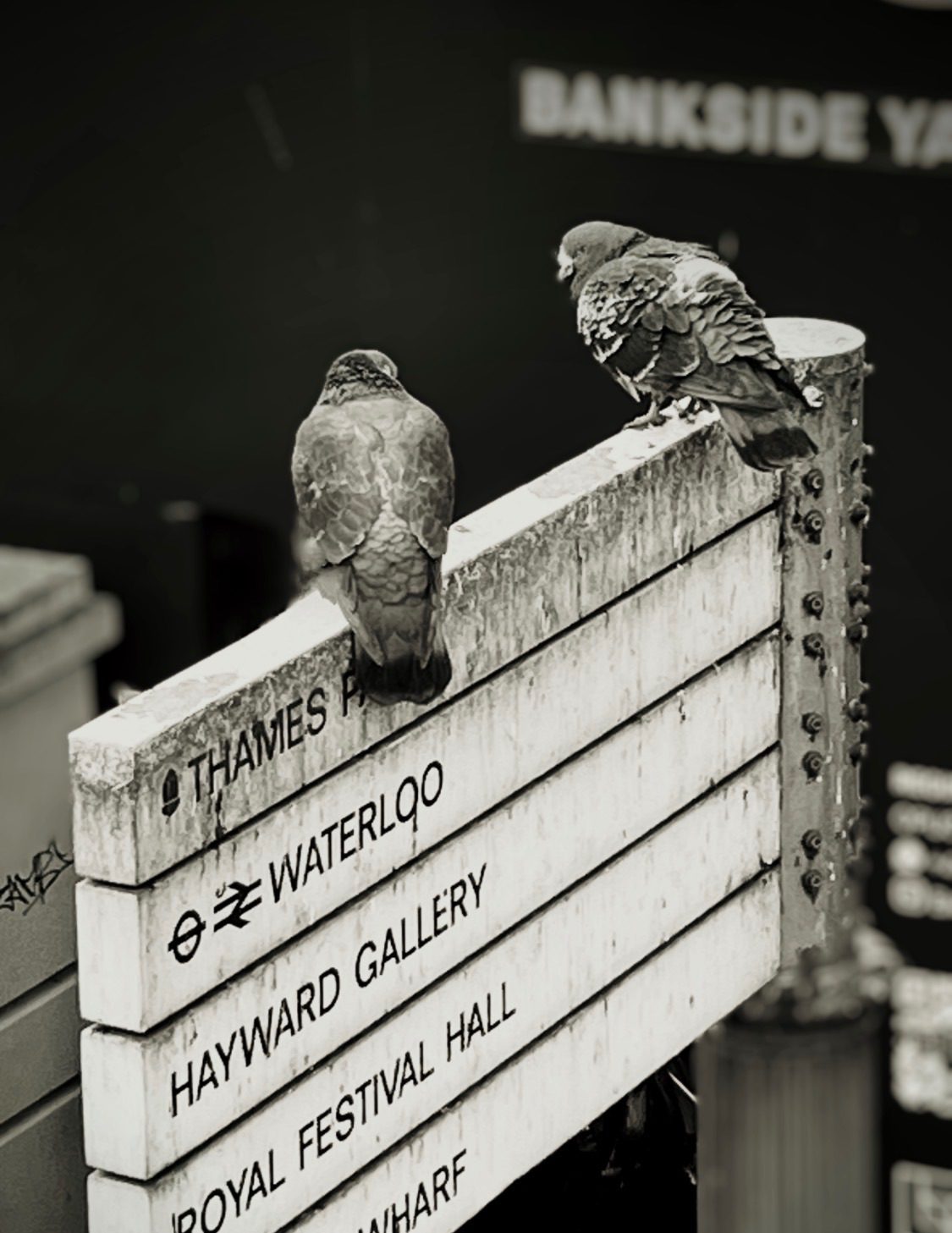 Two pigeons on a street sign