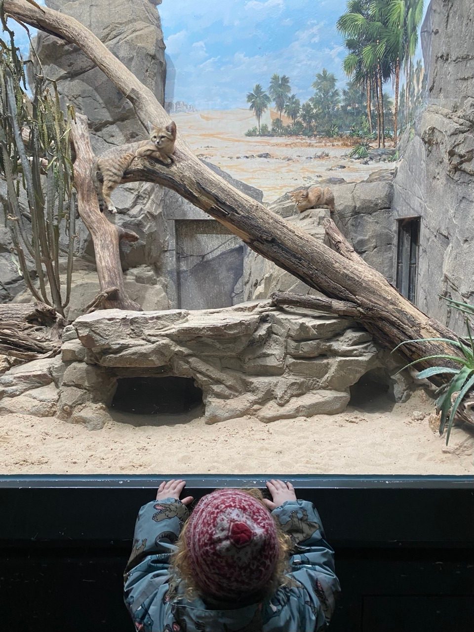 A boy looking at some sand cats behind glass