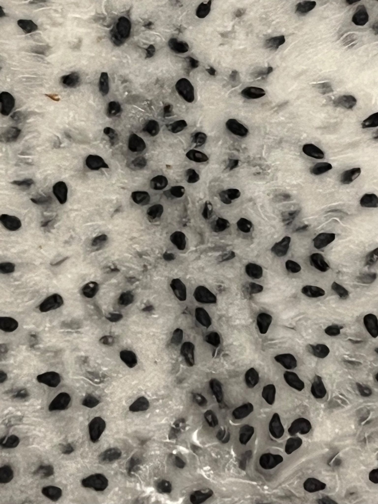 Photograph of flesh of a fruit