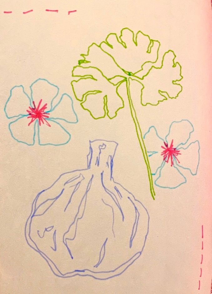 Sketch of garlic coriander and flowers