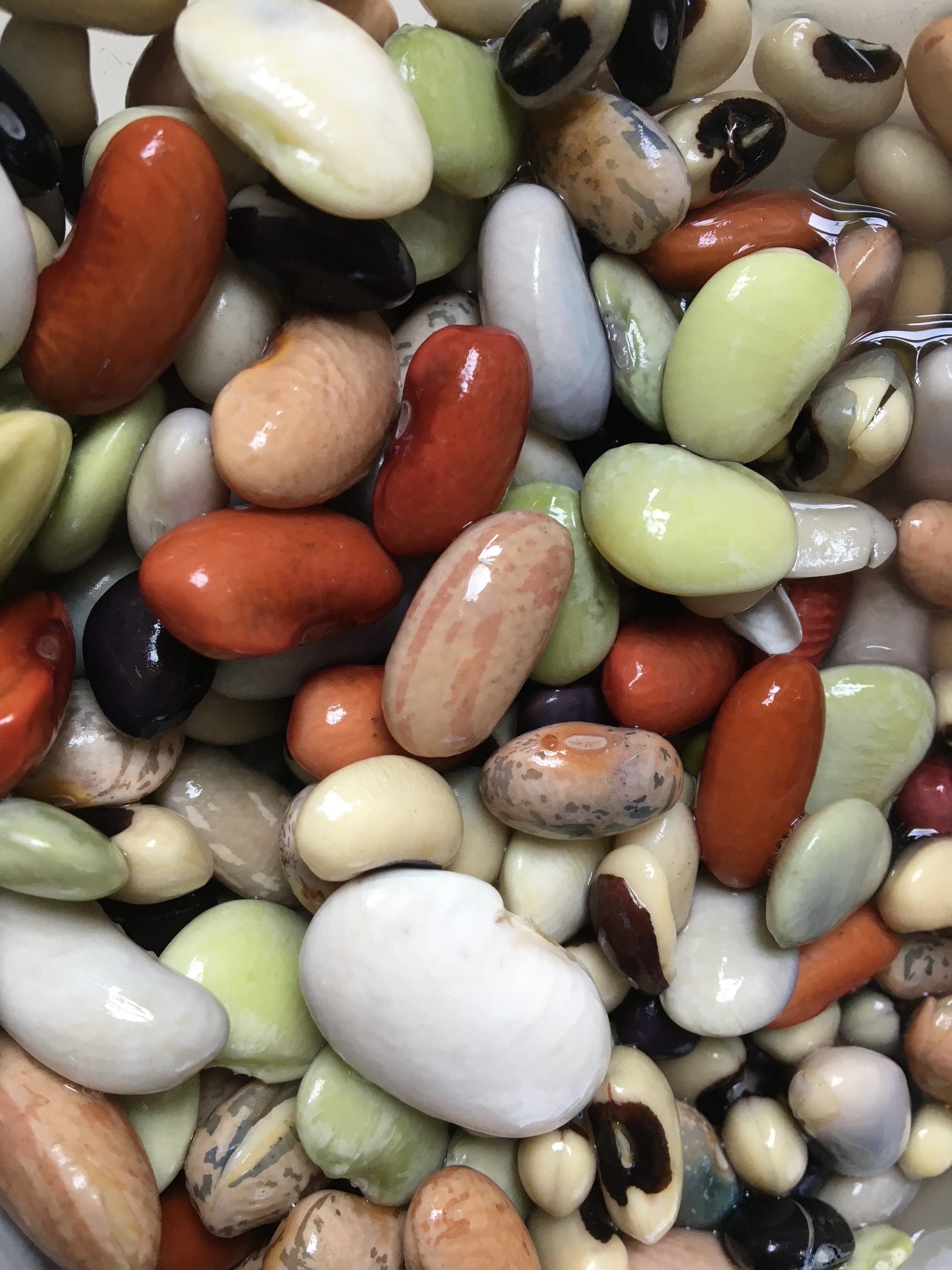 Beans of different colour