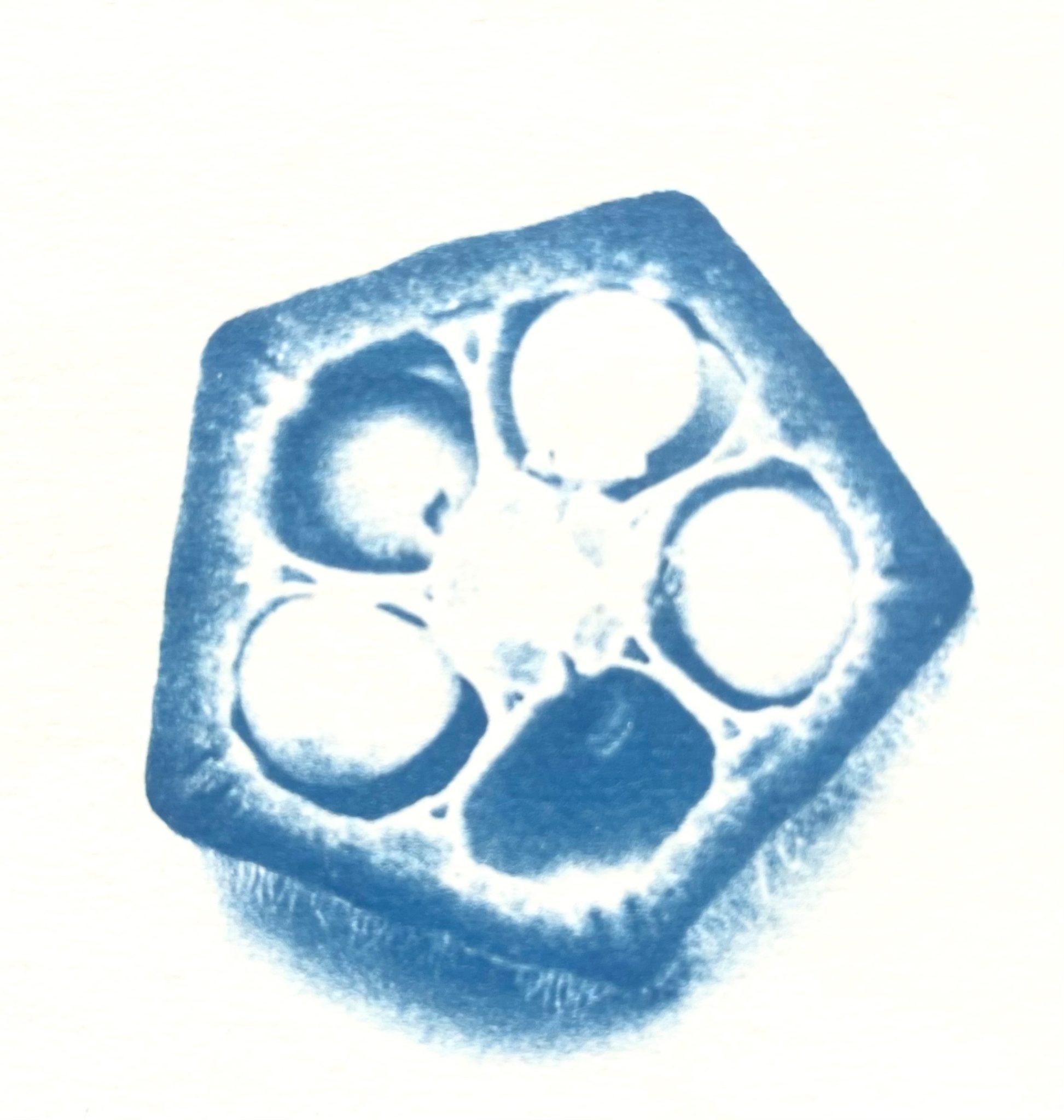 Okra - cyanotype