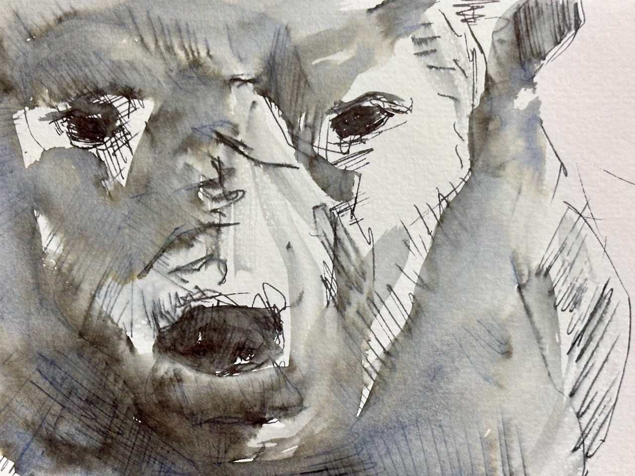 A drawing of a polar bear in pen and water on paper.