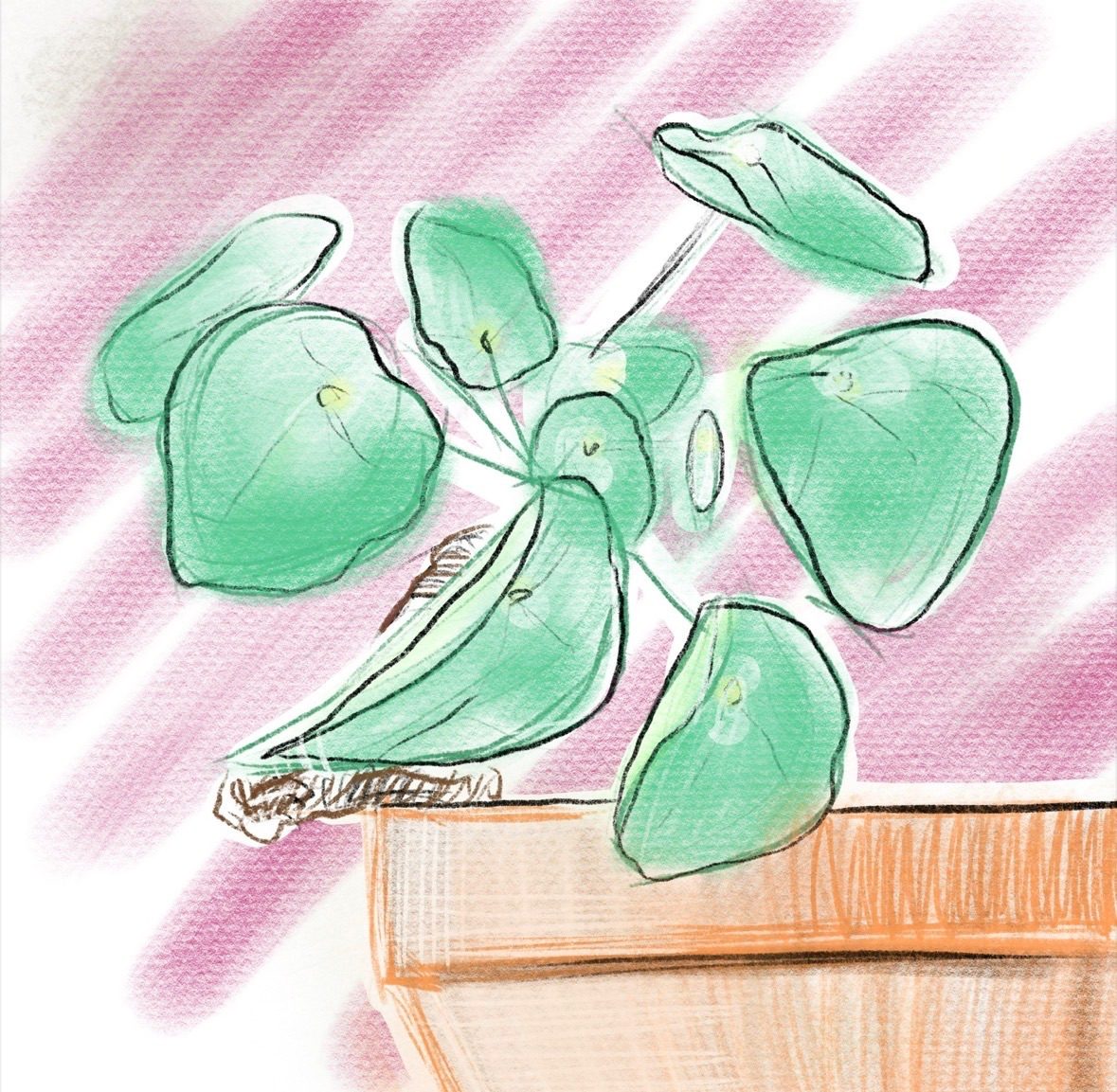 Digital drawing of Chinese Money Plant