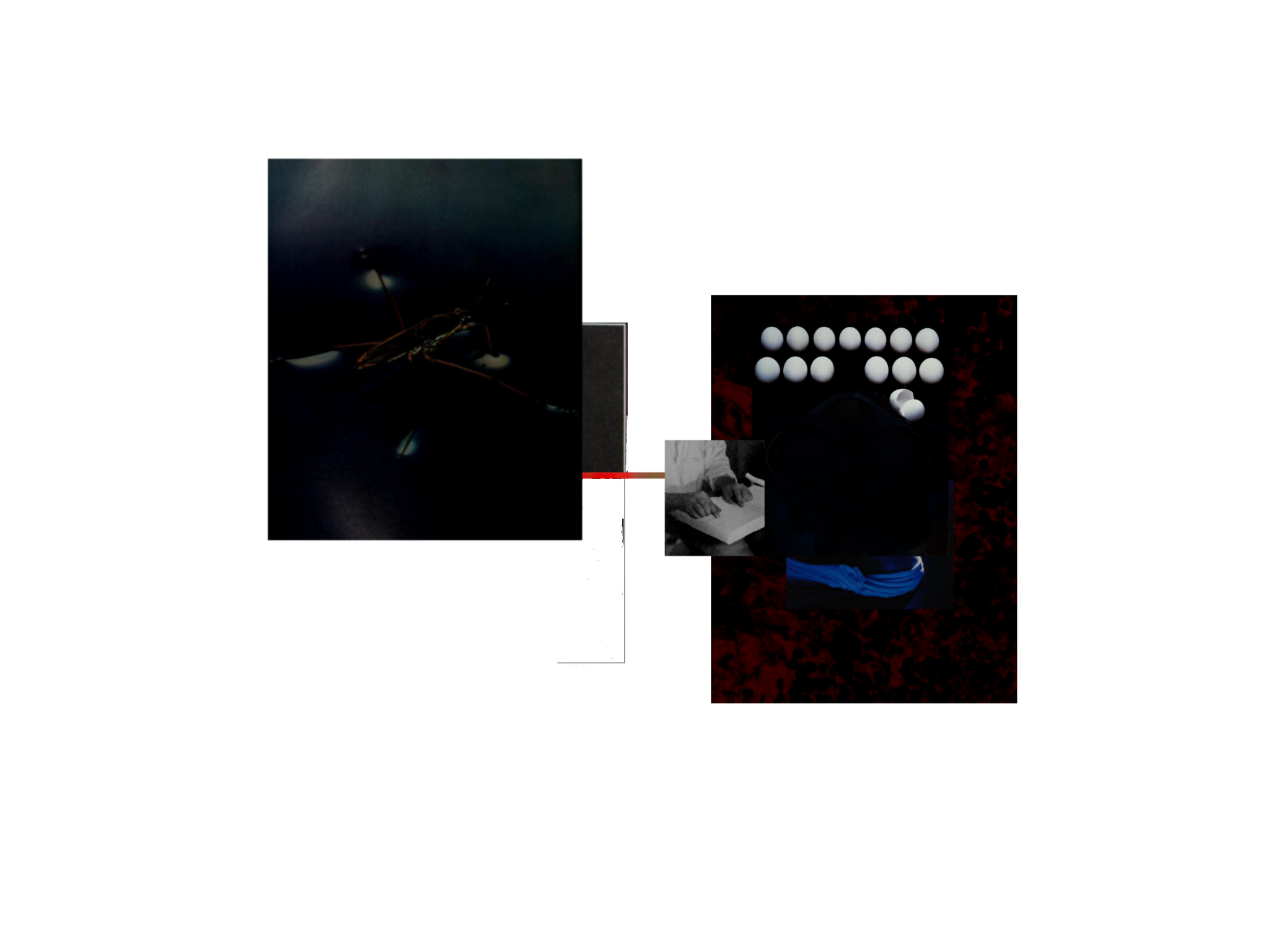 Digital collage waterboatman and adjoining image with broken frame eggs hands on braille book