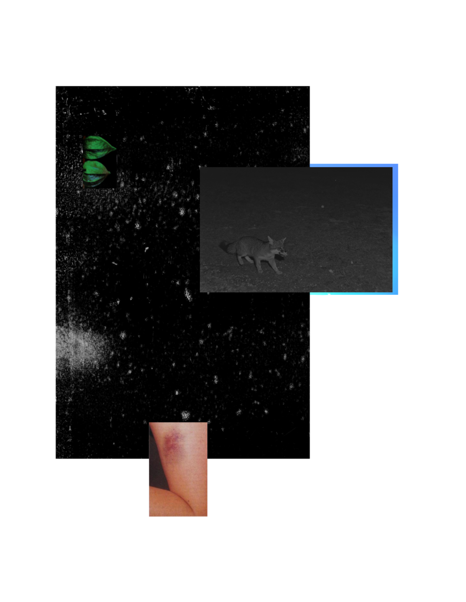 Fox bruise stars neon