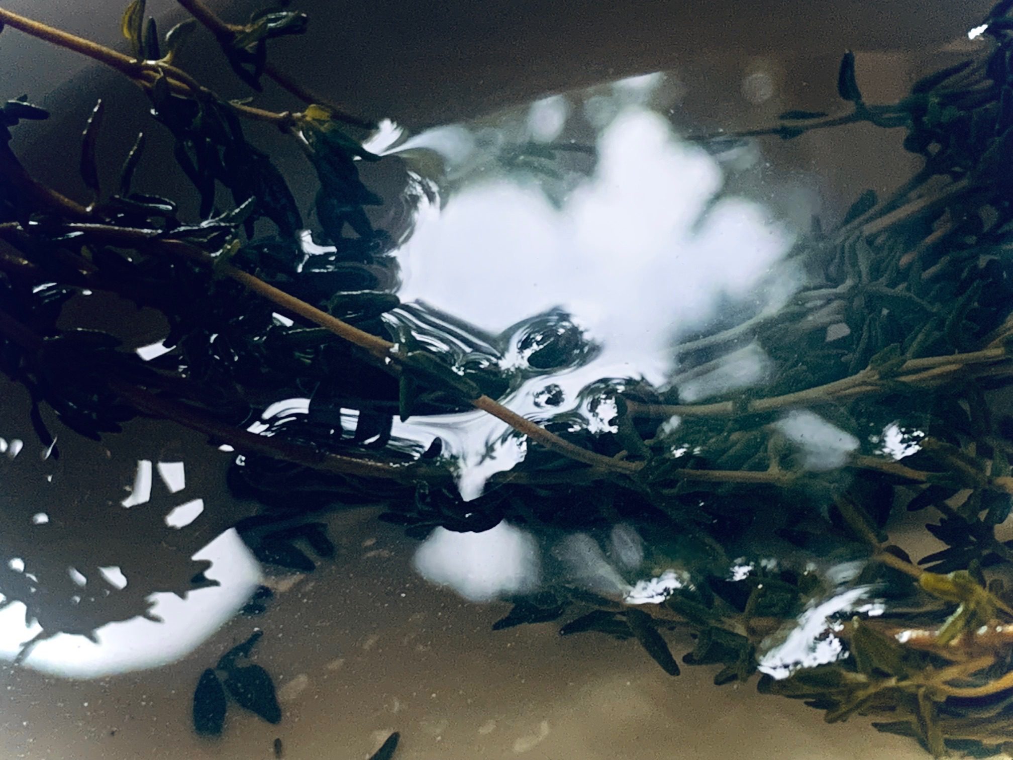 Photograph of thyme twigs immersed in water in a bowl