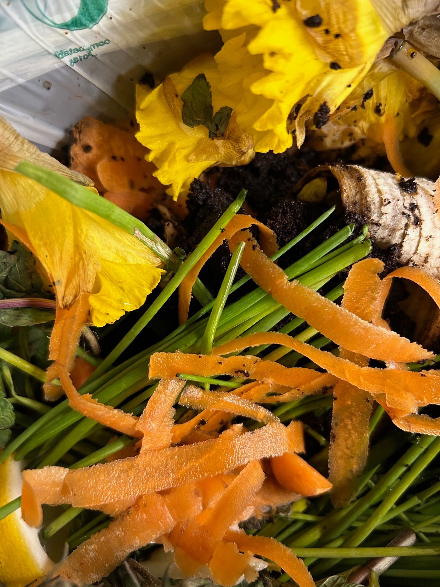 Photo of carrot peel and daffodil and chives in a food waste compost bin