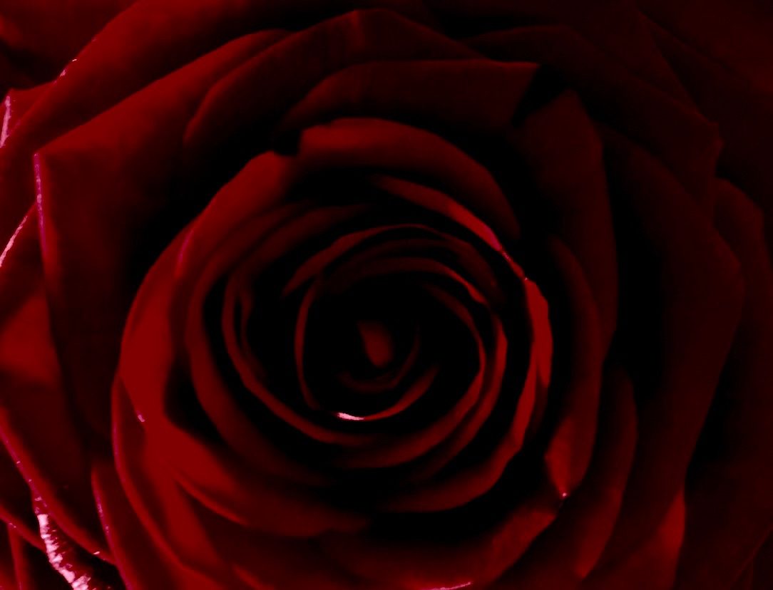 Photograph of a red rose