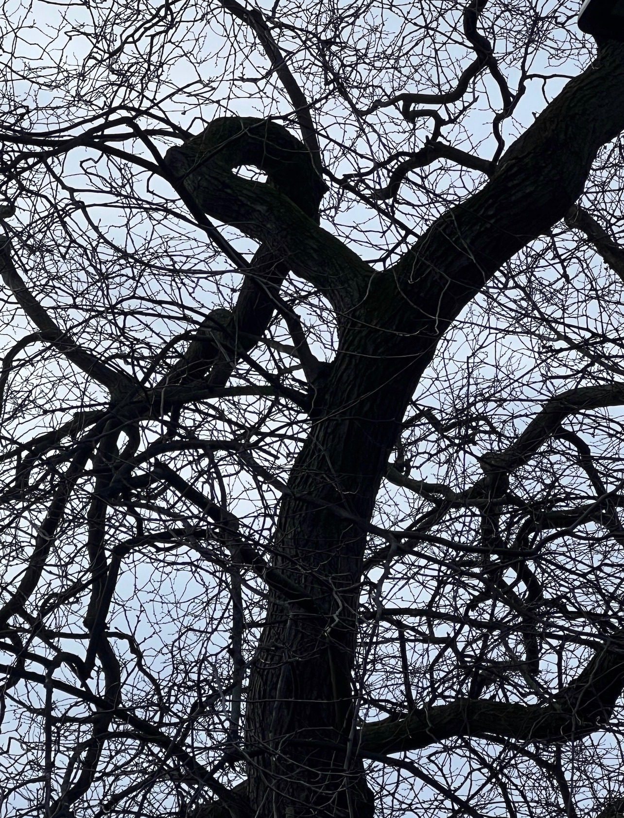 Photo of winter tree - branches black against the sky