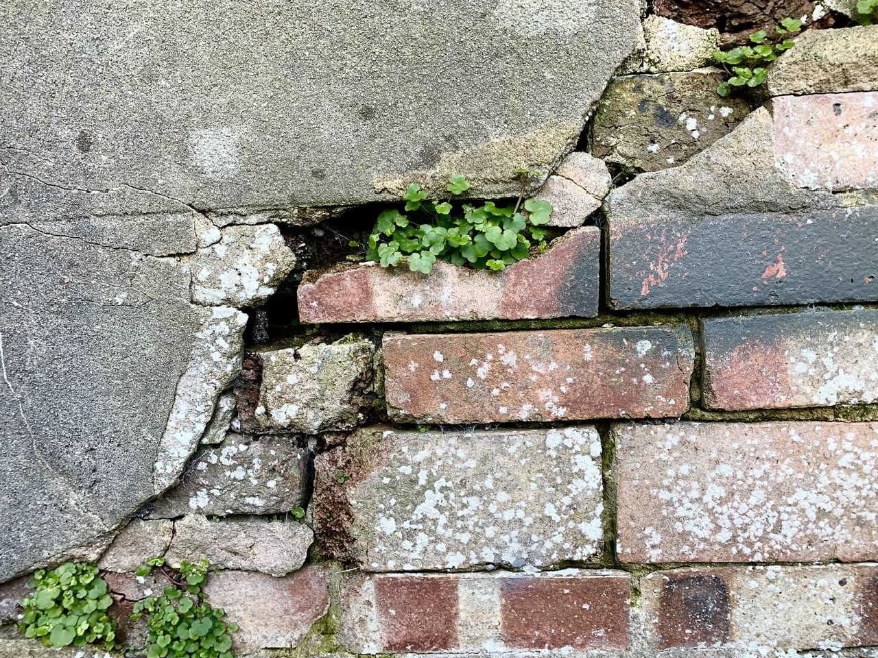 Photograph of wall and plants