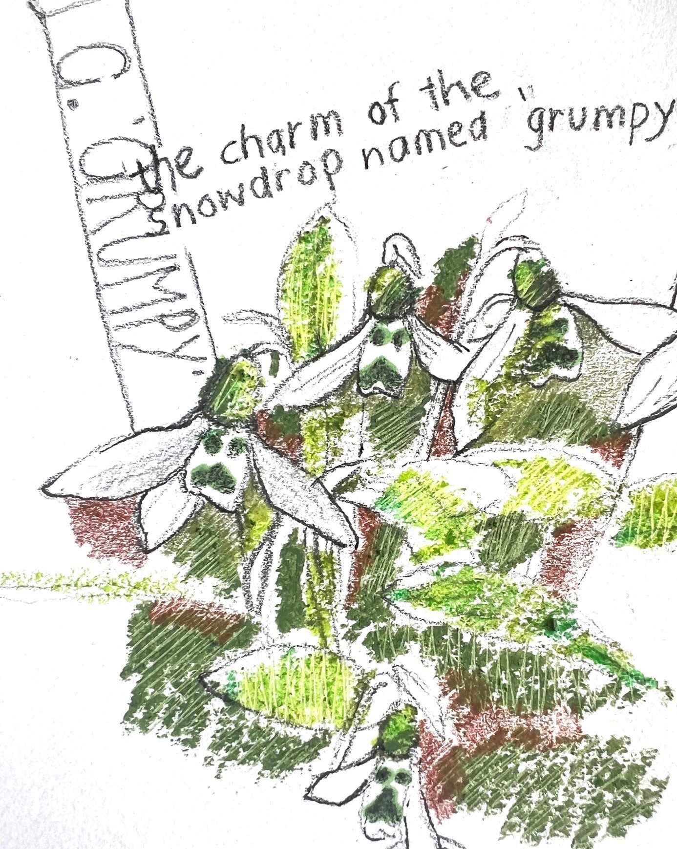 Sketch of snowdrops, species ‘grumpy’, in pencil and pastels.