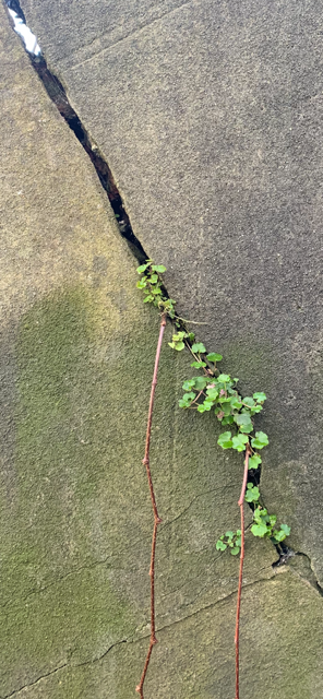 Photograph of plant growing in the crack in the wall