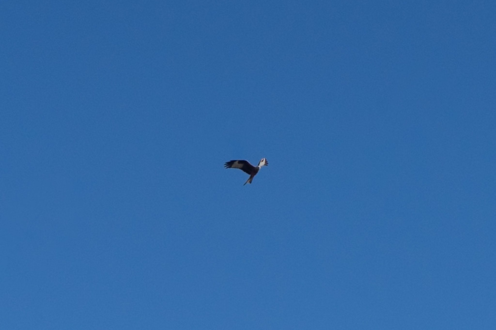 Photo of a red kite (the bird) flying against a blue sky