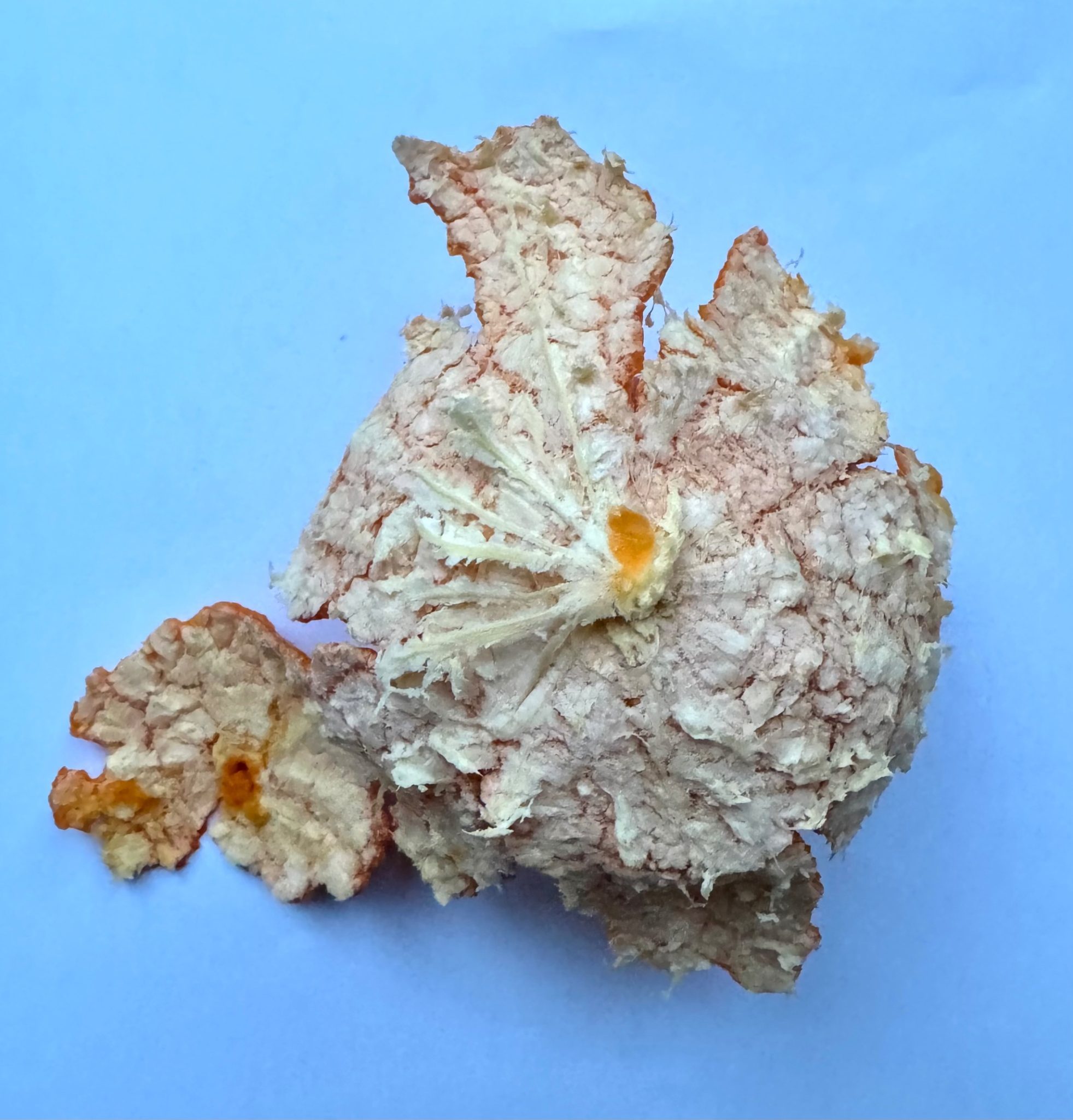 Orange peel insidebout