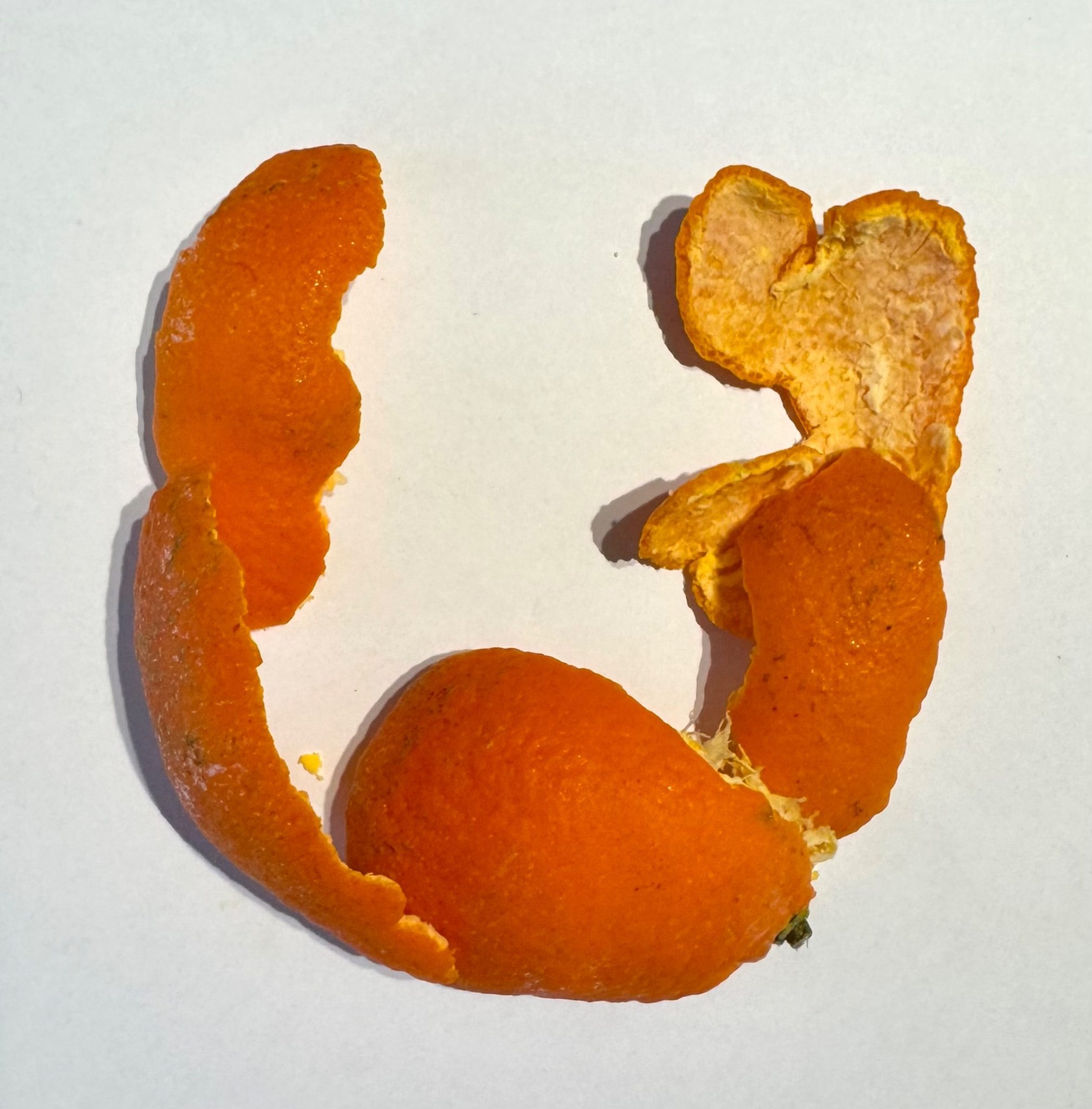 I grabbed a book to find page 37 and two physical horse shoes appeared behind the book on shelf, so I created a horse shoe out of orange peels… as one does…
