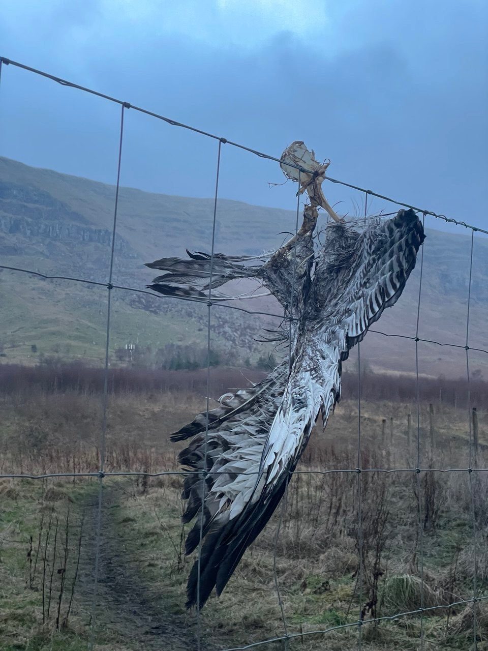 Image of a dead bird