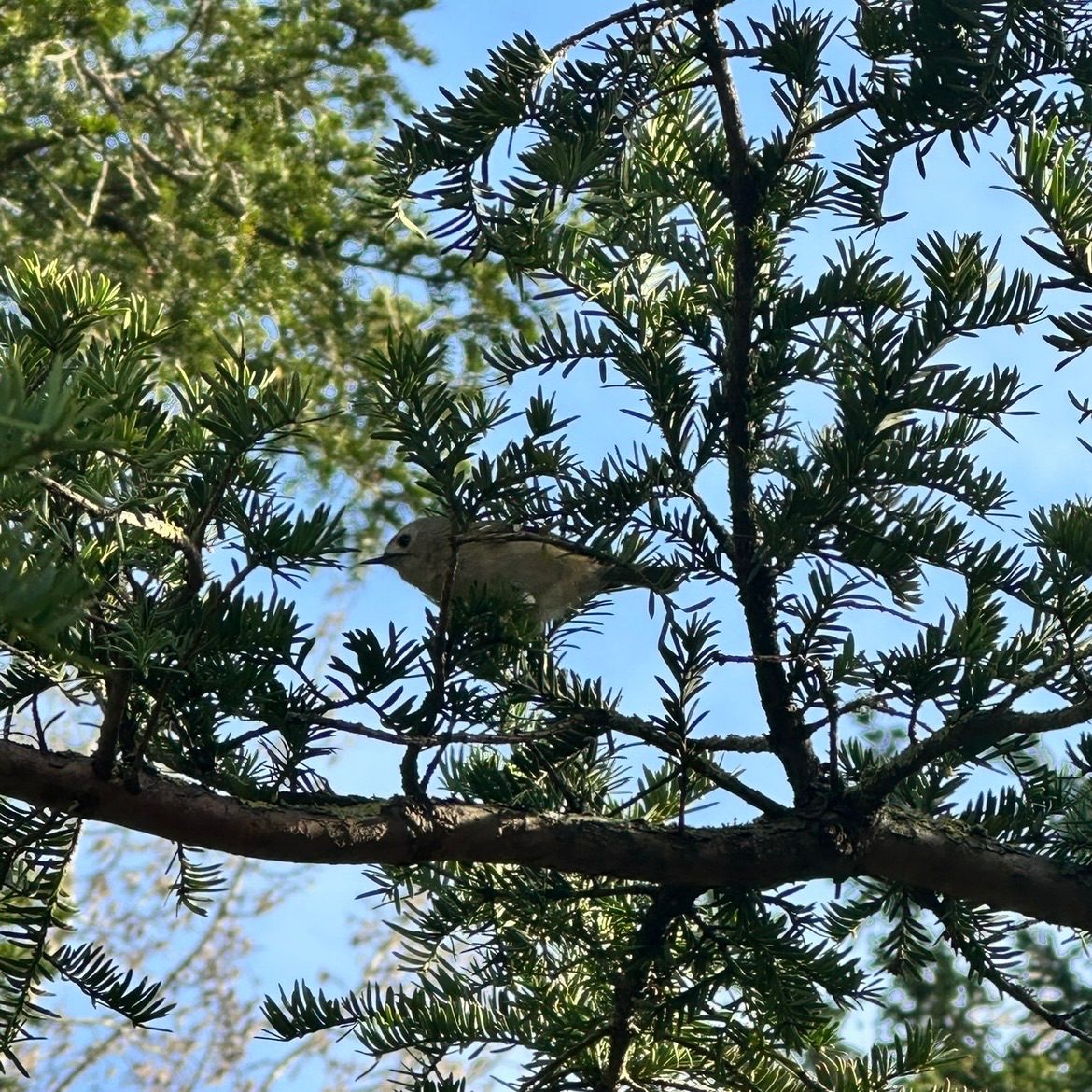 Photo of a goldcrest bird